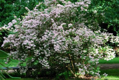 Kolkwitzia amabilis - kolkwitzie krásná - celek v květu